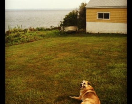 The Cottage at Sunset Bluff Pup